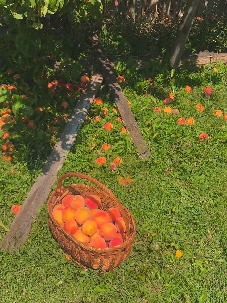 a basket full of oranges sitting in the grass next to a wooden pole and tree