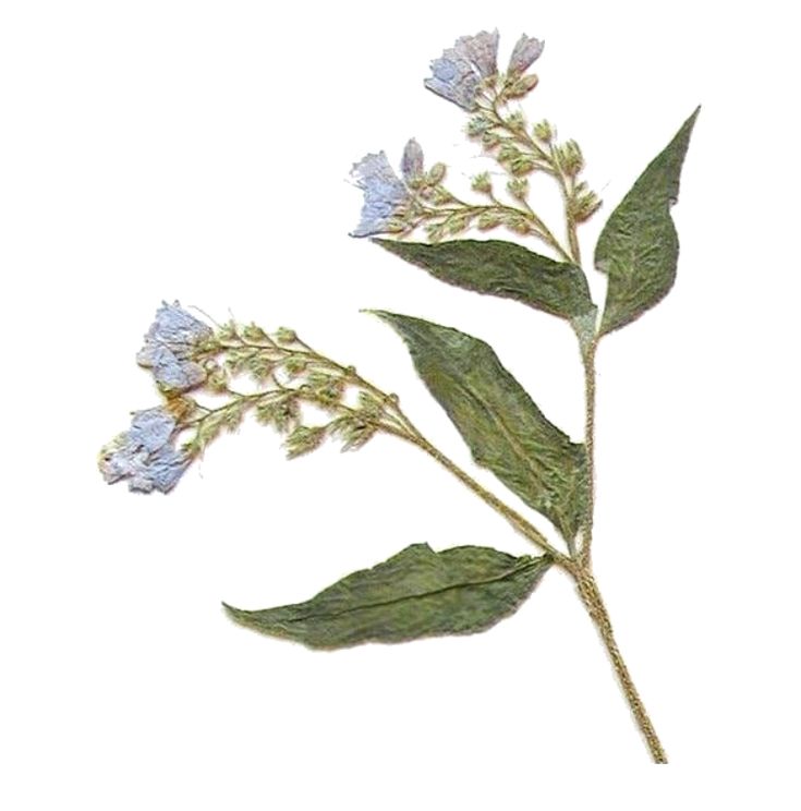 some blue flowers and green leaves on a white background