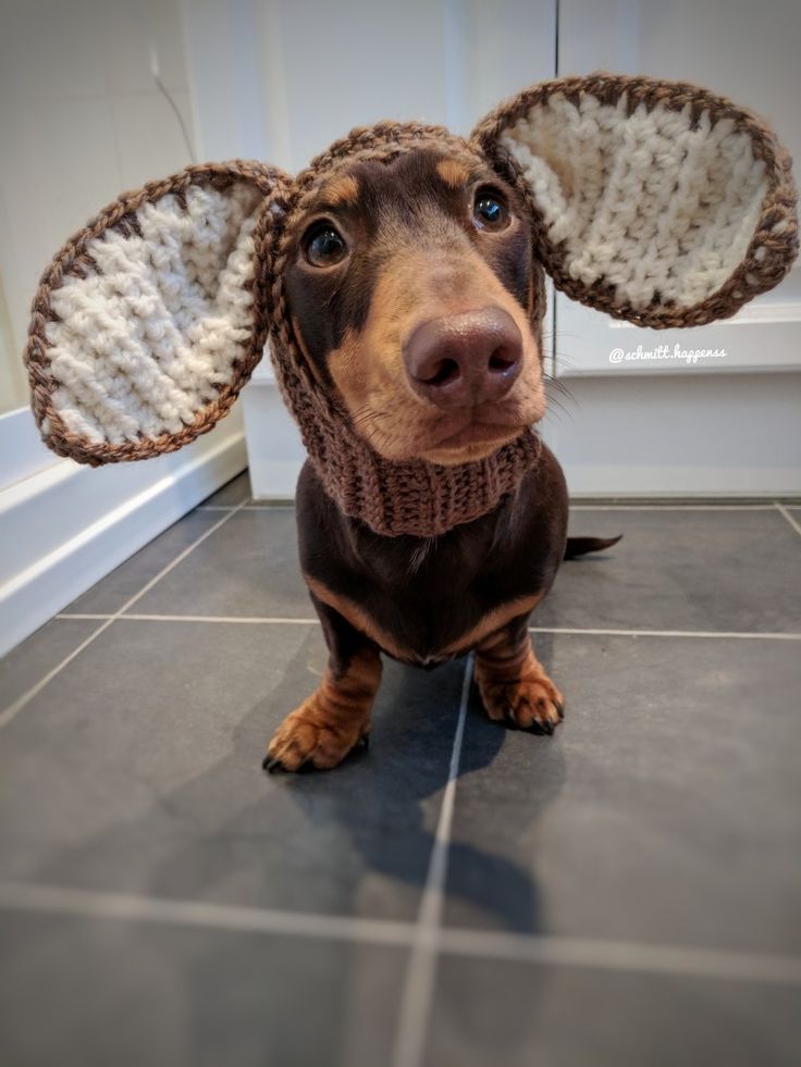 a brown dog wearing a knitted hat with ears on it's head sitting on the floor