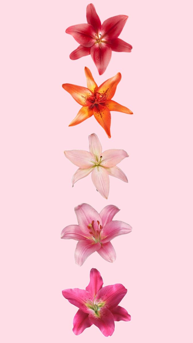 four flowers are arranged in the shape of a rainbow on a pink background with space for text