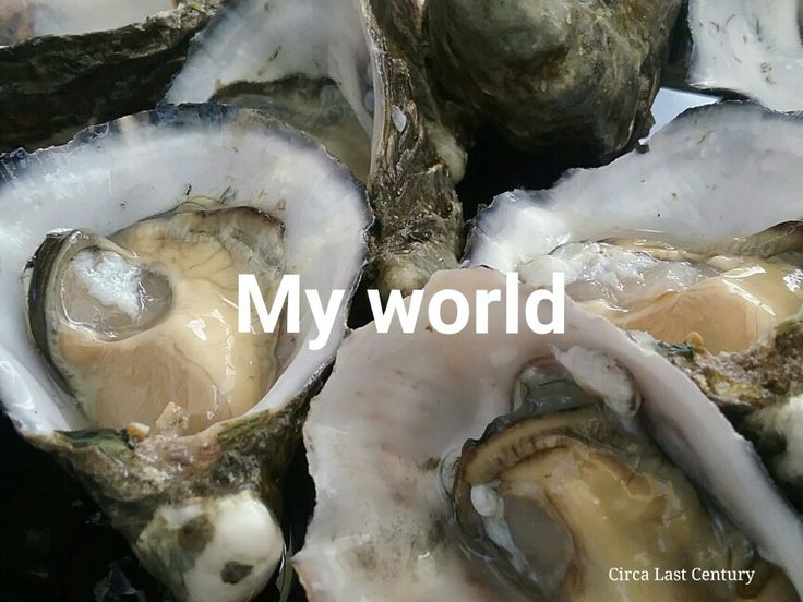 several oysters sitting on top of each other with the words my world in front of them