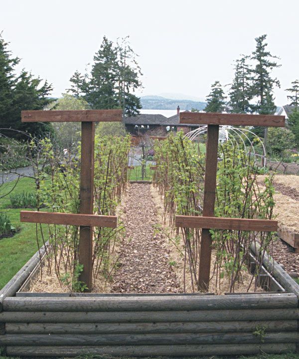 the garden is full of plants and wooden trelliss, with an open area in the middle