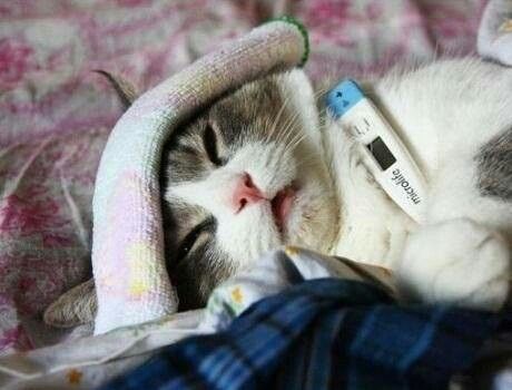 a cat laying on top of a bed with a thermometer in it's mouth