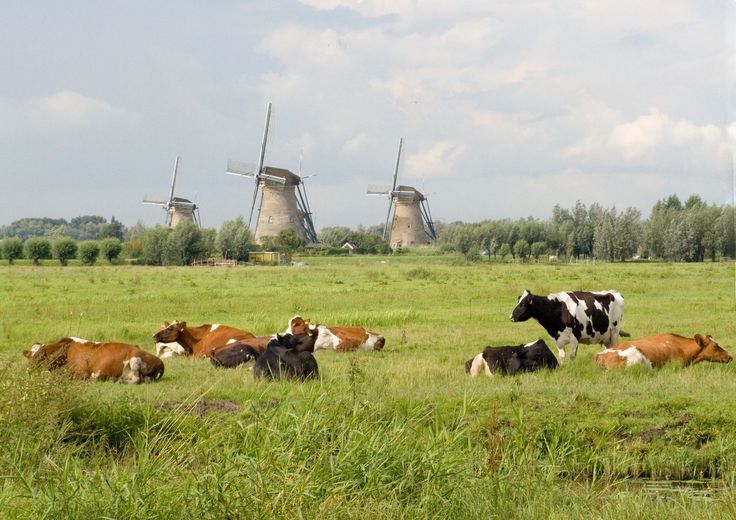 several cows laying down in a field with windmills in the background