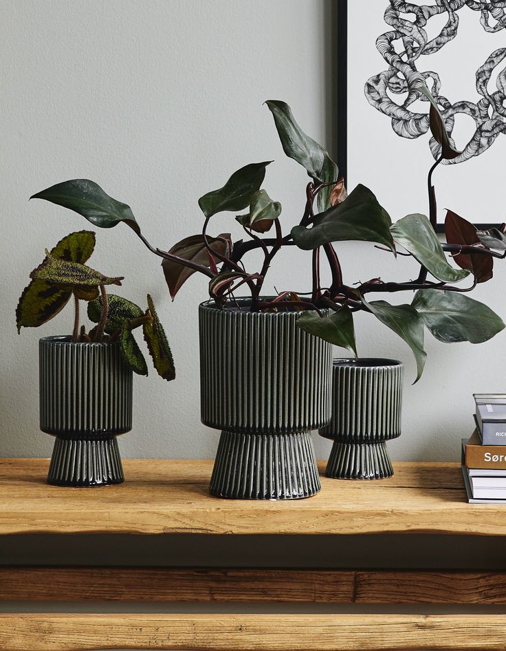 three vases with plants in them sitting on a table