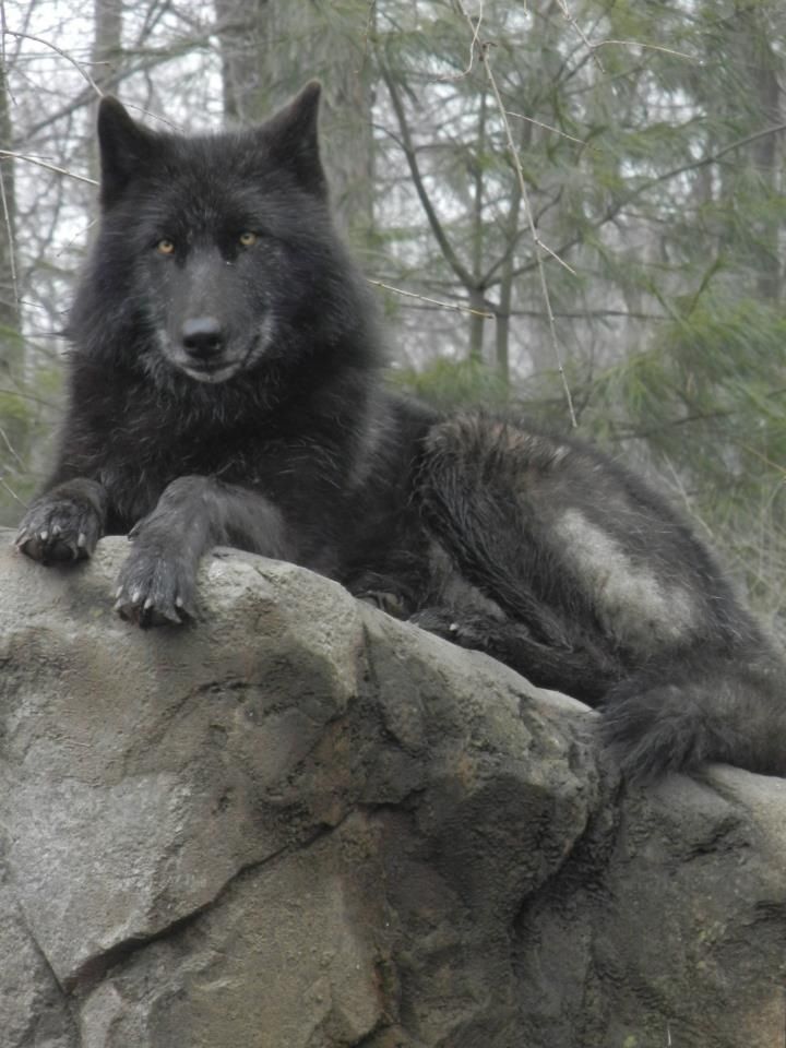 a large black dog laying on top of a rock