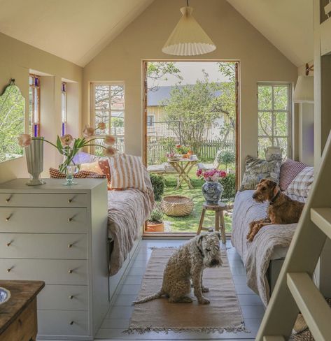 two dogs sitting in the middle of a room with bunk beds and windows on both sides