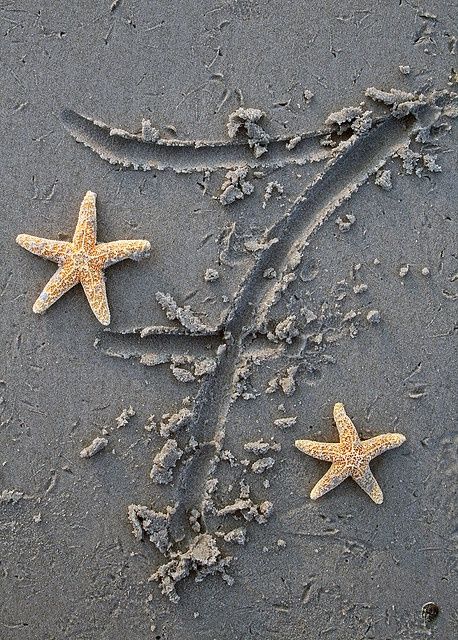 two starfishs are on the sand with their tails curled up