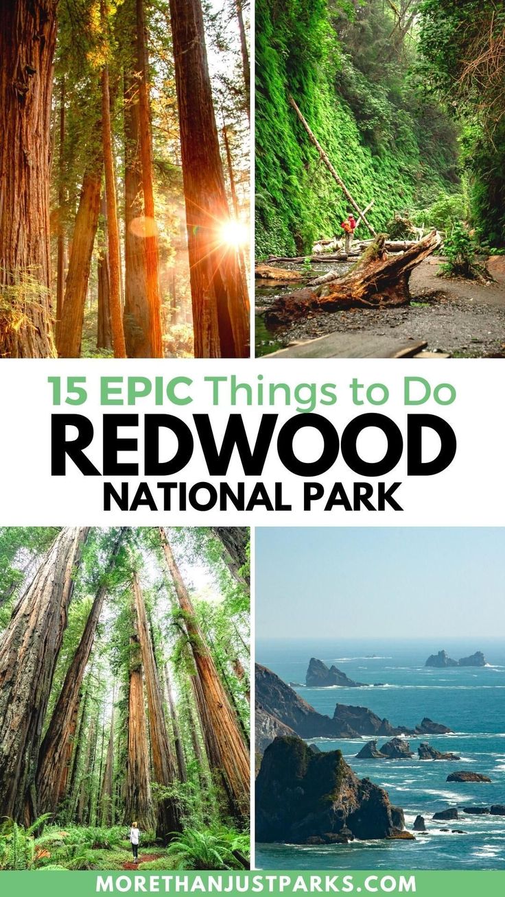 the redwood national park with text overlay that reads 15 epic things to do redwood national park