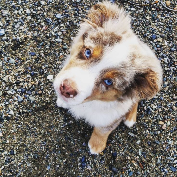 a brown and white dog sitting on top of a gravel covered ground with blue eyes