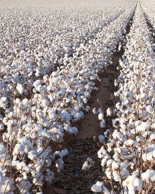 a large field full of cotton plants in the middle of winter with snow on them