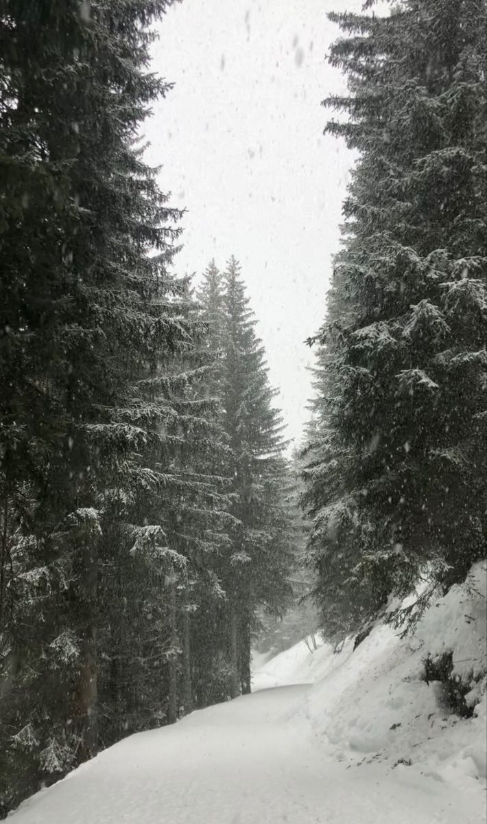 a snow covered road surrounded by pine trees