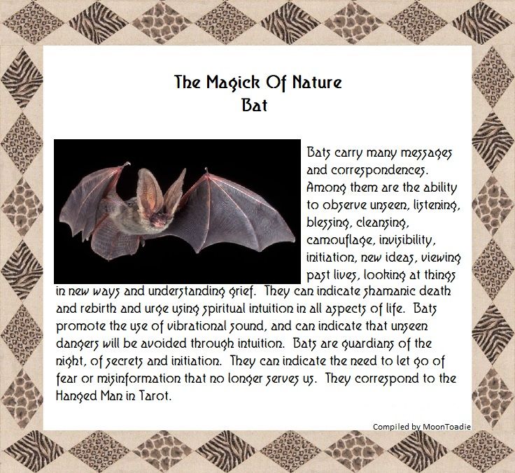 Bats In Witchcraft, Bat Spiritual Meaning, Bat Spirit Animal Meaning, Witch Correspondence, Bat Symbolism, Spiritual Animals, Spiritual Ideas, Spiritual Magic, Shaman Woman