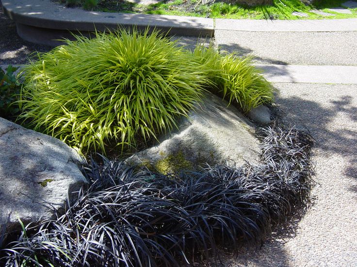 some very pretty plants by some big rocks