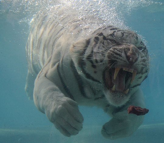 a white tiger swimming under water with its mouth open