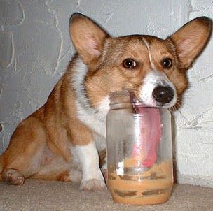 Corgey loving his PB Love My Dog, Funny Dog Pictures, Corgi Dog, Welsh Corgi, Funny Animal Pictures, On The Floor, 귀여운 동물, The Floor, Dog Pictures