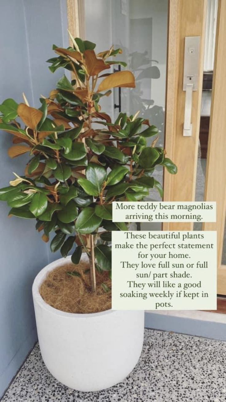 a potted plant sitting on top of a tiled floor next to a sign that says more teddy bear magnolias are coming