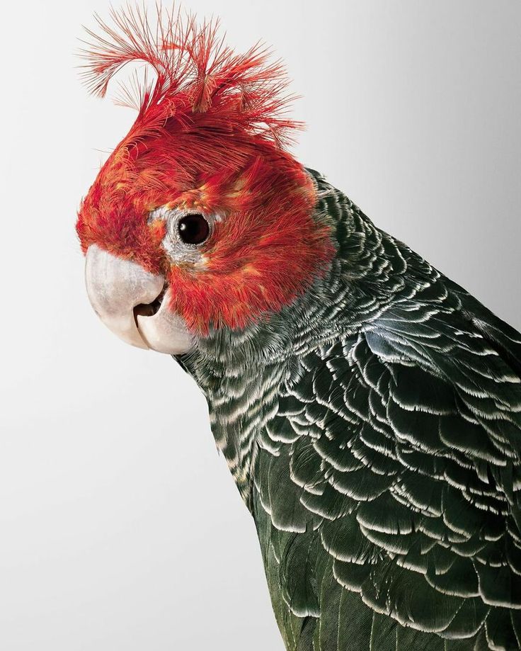 a close up of a bird with red hair