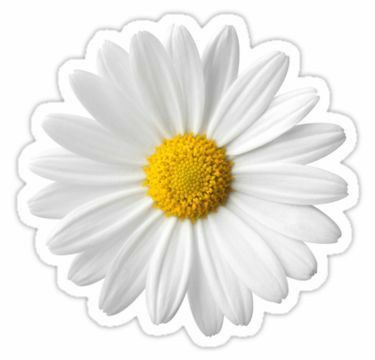 a white and yellow daisy sticker on a white background