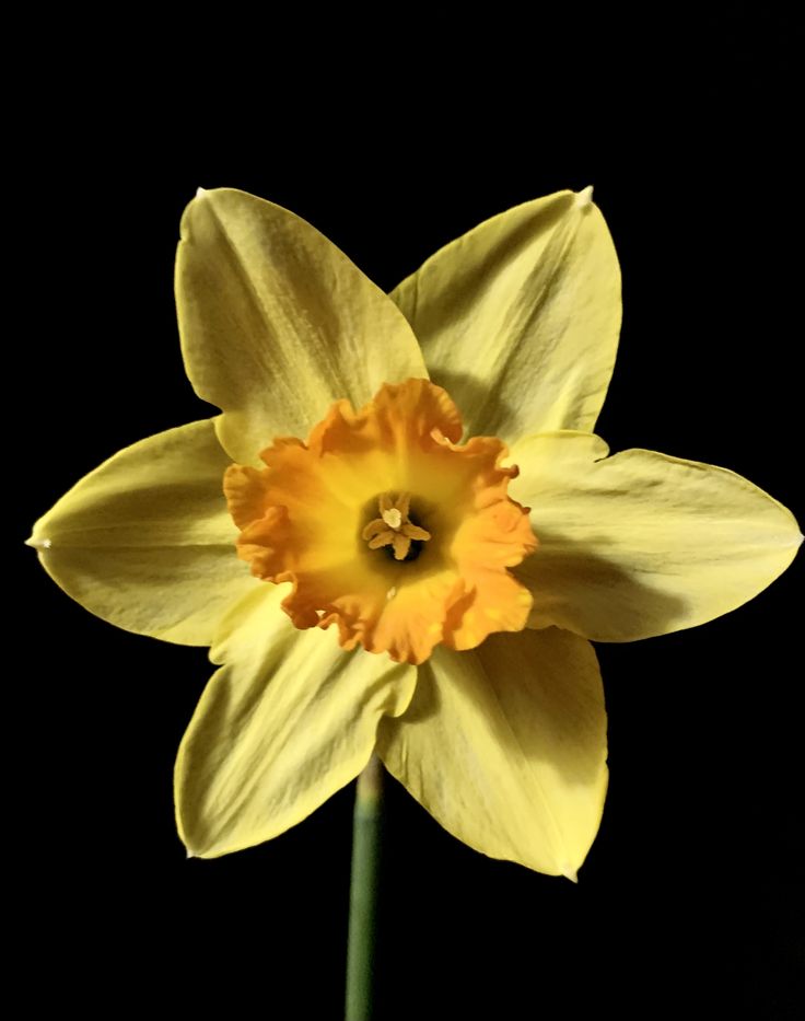 a single yellow flower is shown against a black background with the center petal visible