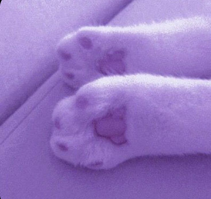 a white cat laying on top of a purple floor