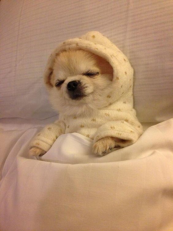 a small dog sitting on top of a bed covered in white sheets and covering it's face