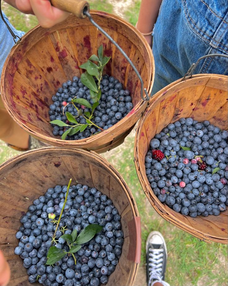 three buckets filled with blueberries sitting on top of a grass covered field next to two people