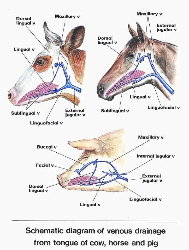 the diagram shows different types of horse's head and neck, from tongue to nose