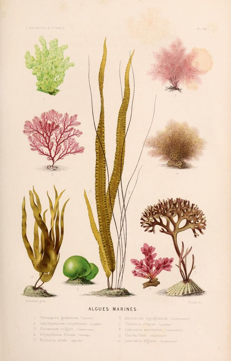 an old book with sea plants and algaes