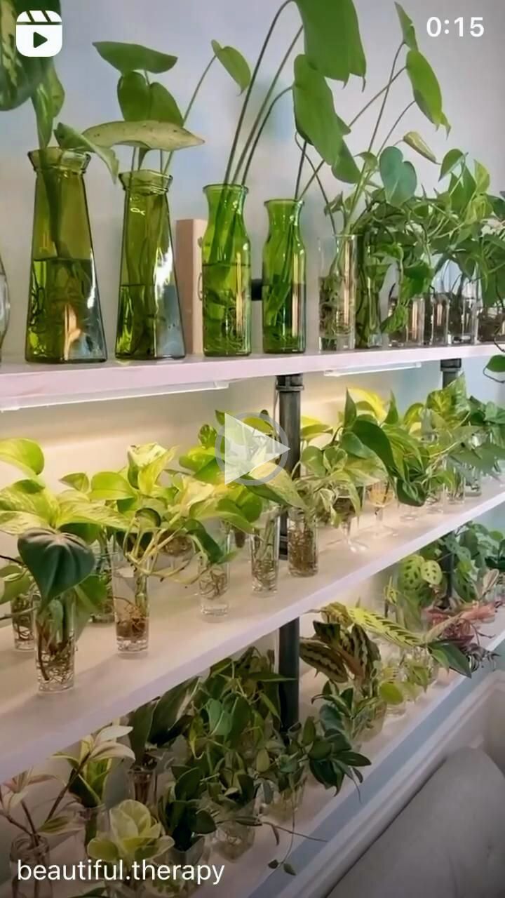 many plants are in vases on the shelves