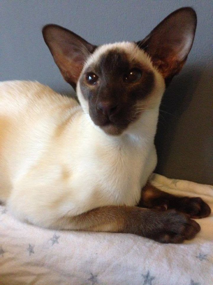 a siamese cat sitting on top of a bed