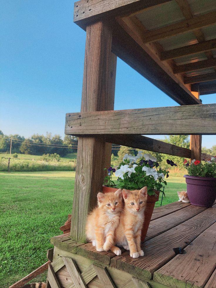 two orange kittens sitting on a wooden porch