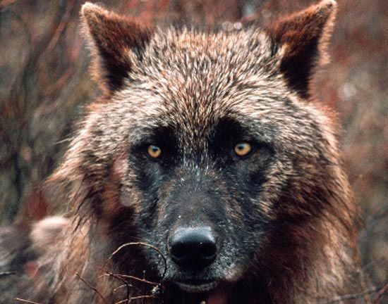 a close up of a wolf's face with trees in the back ground behind it