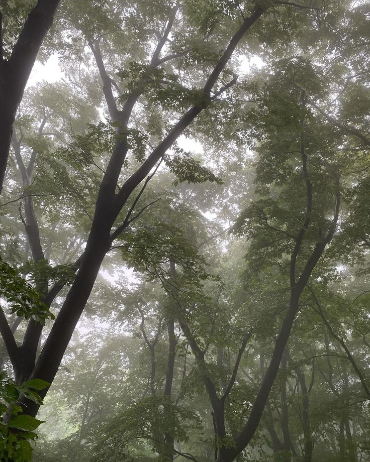 foggy trees in the woods on a rainy day