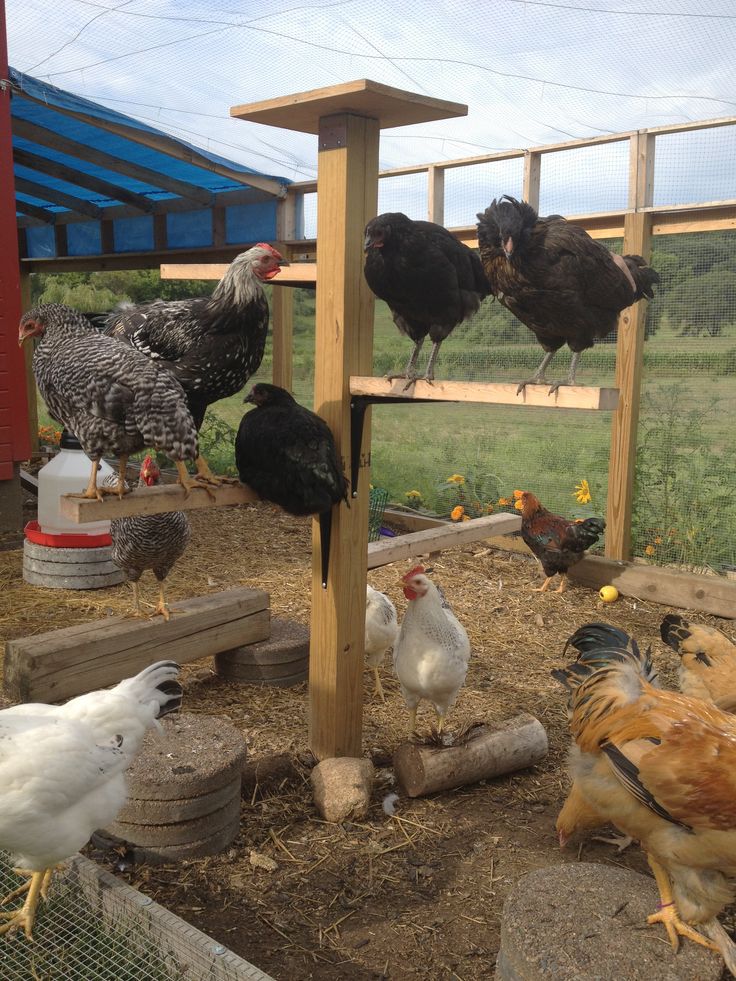 Da Coop - BackYard Chickens Community Reban Ayam, Chicken Coup, Chicken Pen, Chicken Life, Best Chicken Coop, Chicken Coop Designs, Chicken Garden, Keeping Chickens, Building A Chicken Coop