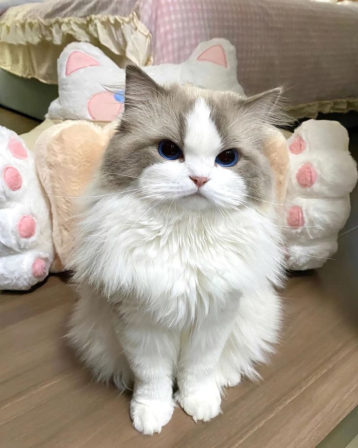 a white and gray cat sitting on top of a wooden floor next to stuffed animals