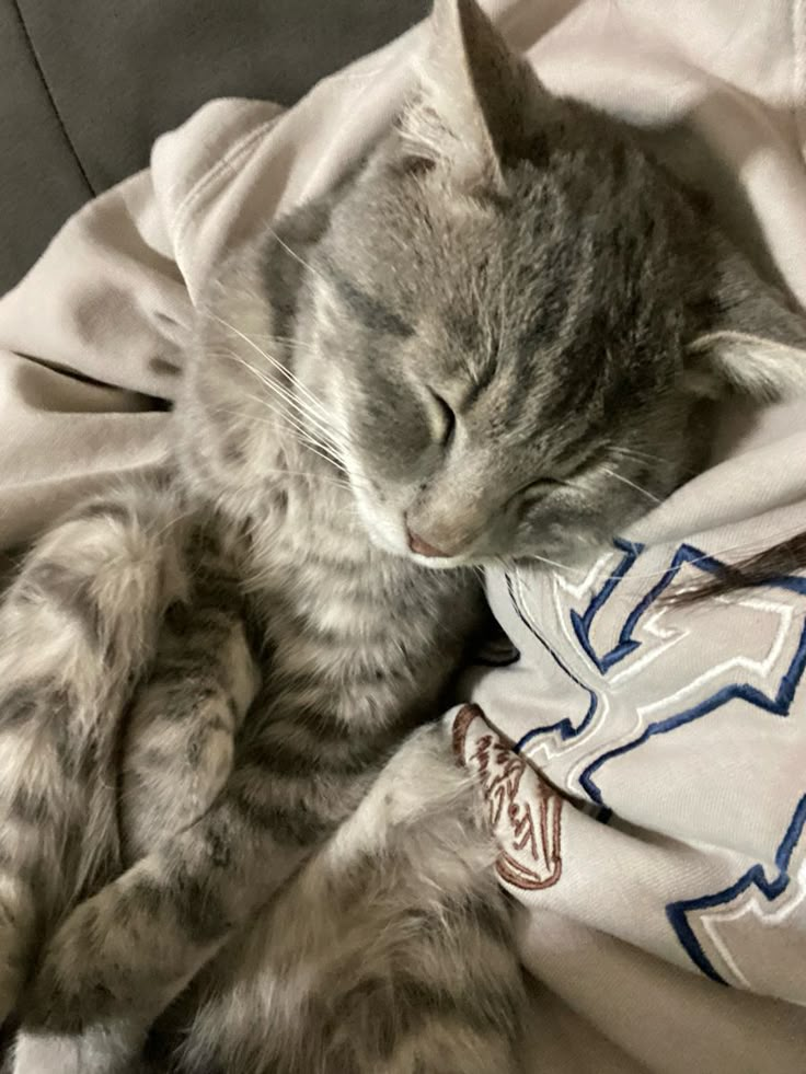 a gray cat sleeping on top of a white blanket