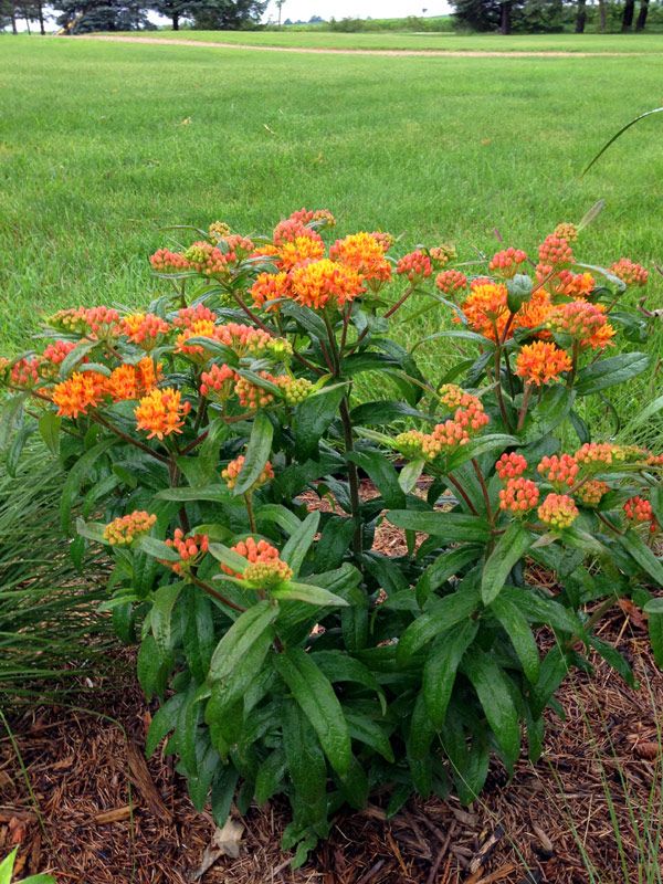 an orange flower in the middle of some grass and dirt with trees in the background