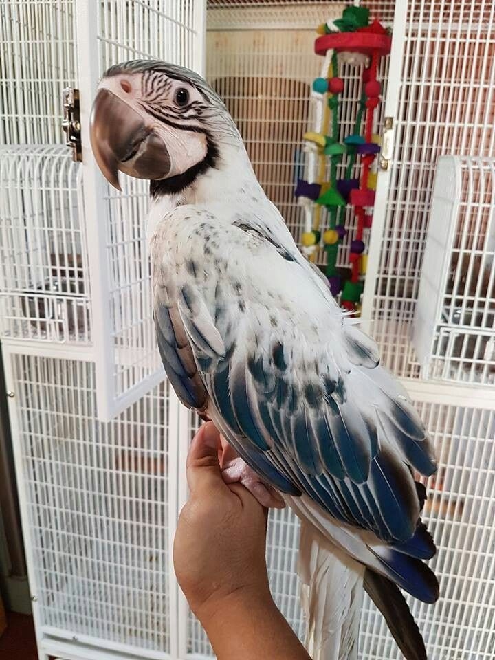 a large bird sitting on top of a person's hand in front of a cage