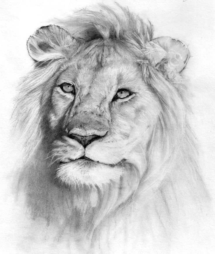 a pencil drawing of a lion's face