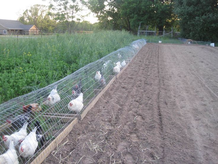 there are many chickens in the fenced area