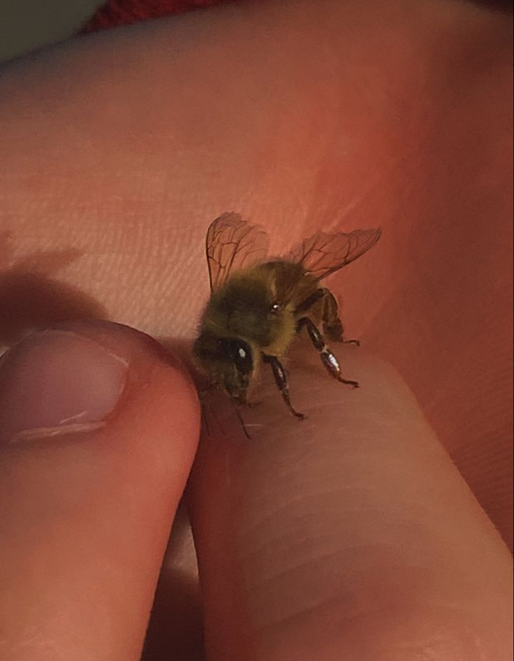 a close up of a person's finger with a bee on it