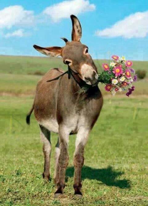 a donkey standing on top of a lush green field holding a bouquet of flowers in it's mouth