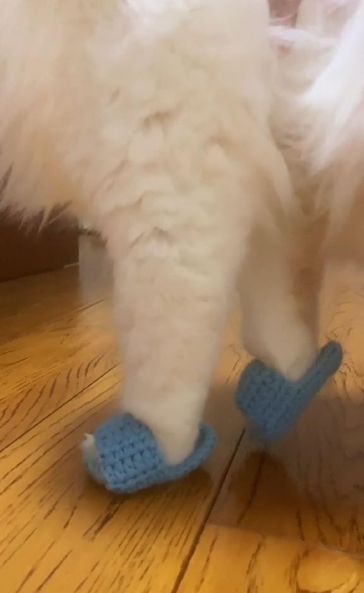 a white cat with blue shoes on it's feet walking across a wooden floor