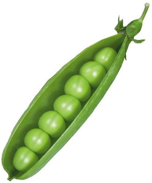 a pea pod filled with green peas on a white background