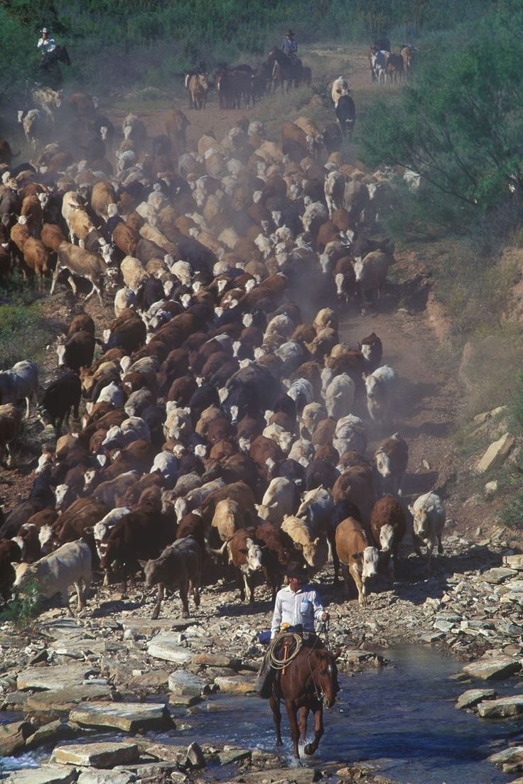 a man on a horse leading a herd of cattle down a river bed with water