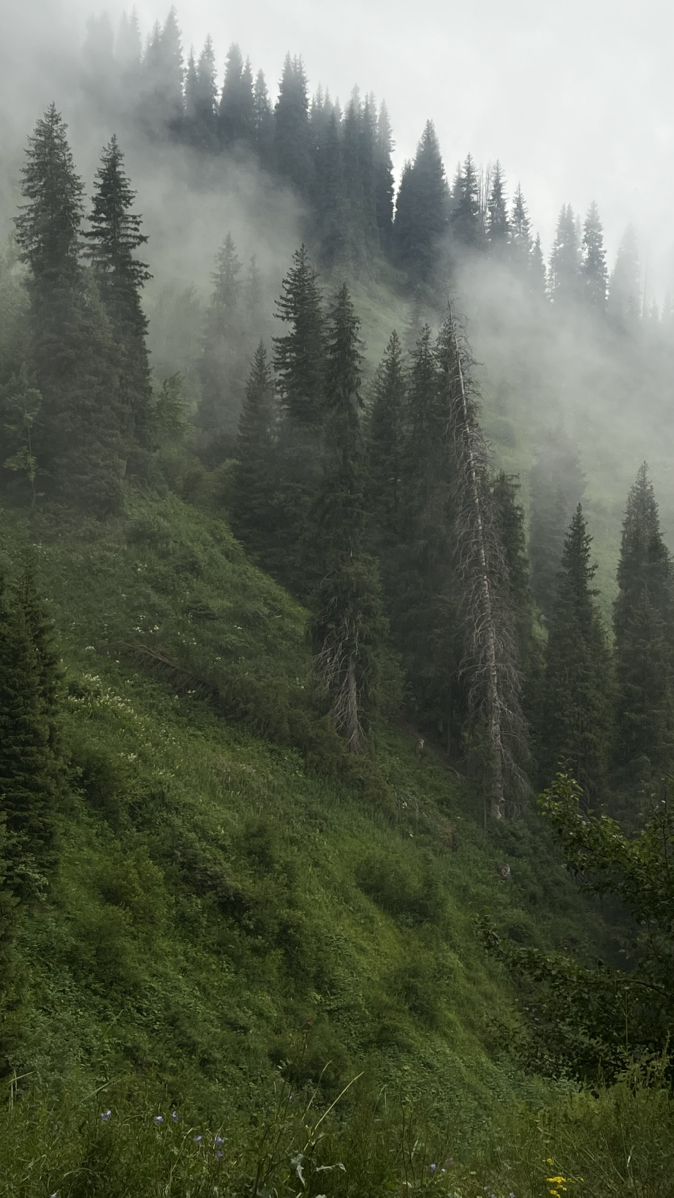 trees on the side of a hill covered in fog