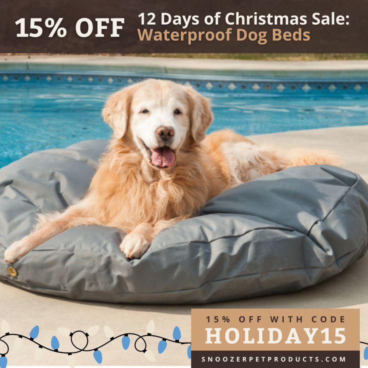 a golden retriever laying on top of a dog bed in front of a swimming pool