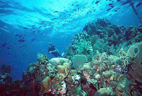 an underwater view of corals and other marine life