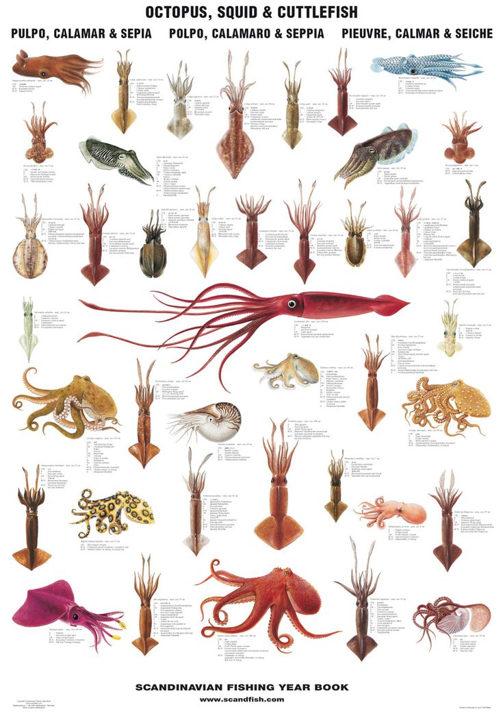 an octopus, squid and cuttlefish poster with different types of sea animals on it